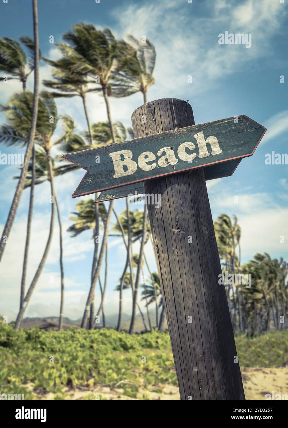 Vintage palm trees hi-res stock photography and images - Page 12 - Alamy, image size:937x1390