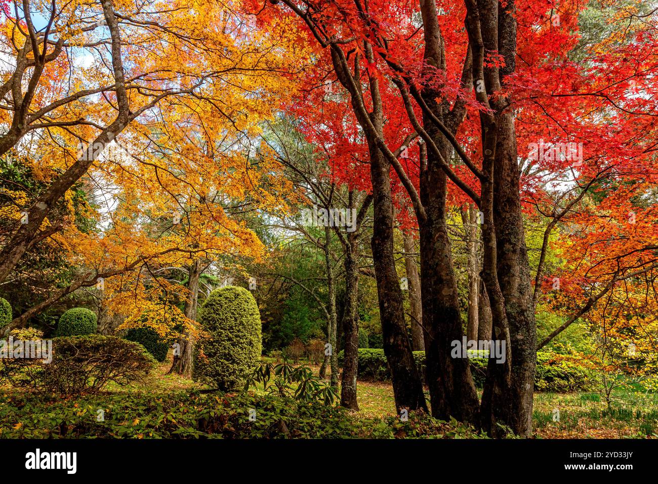 Iedison Tree Deciduous Trees Australia