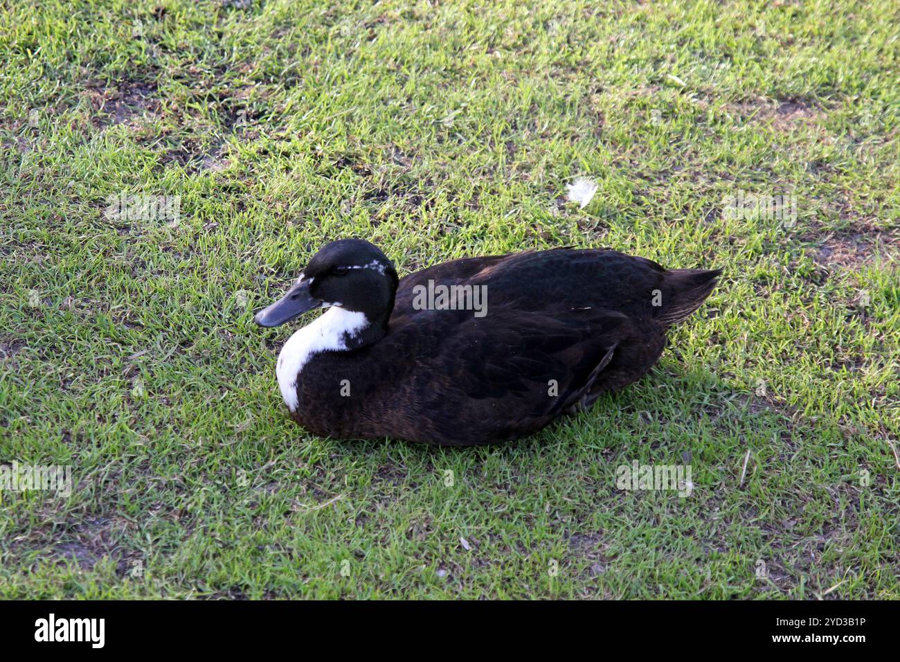 Wait Duck Waiting duck hi-res stock photography and images - Alamy