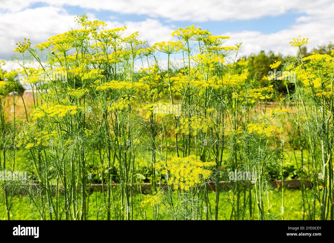 Fennel dill plant in garden hi-res stock photography and images - Alamy