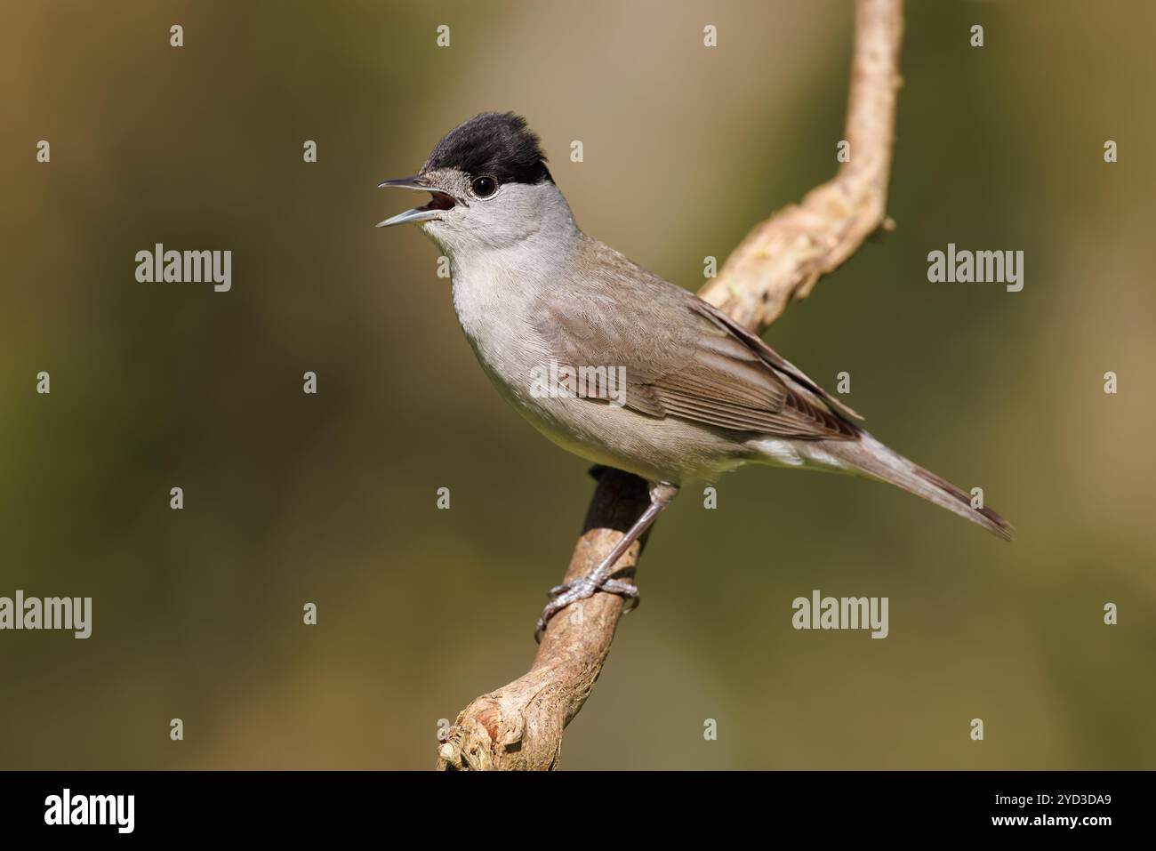 Blackcap singing Stock Photo