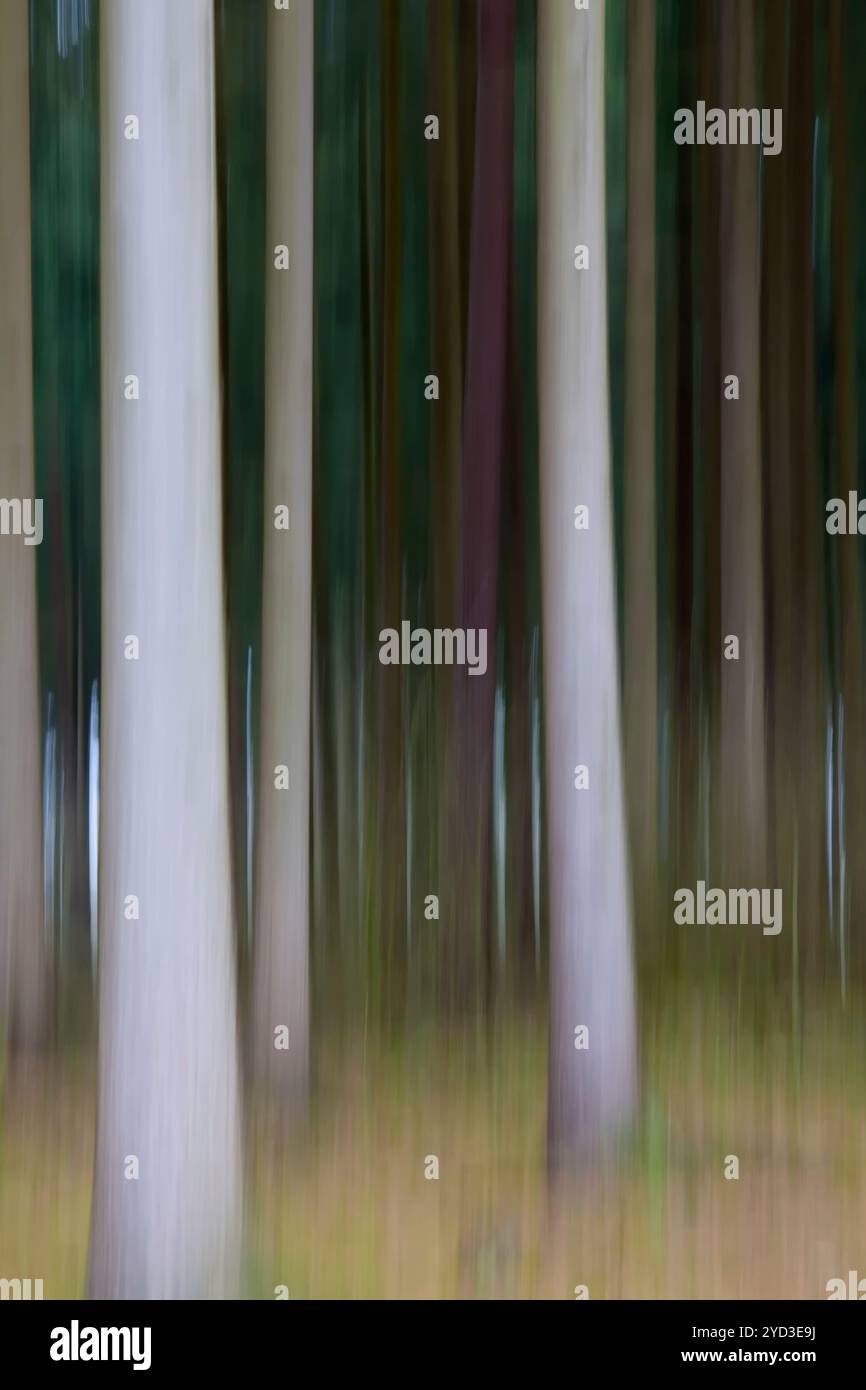 Tree blurry forest nature hi-res stock photography and images - Alamy