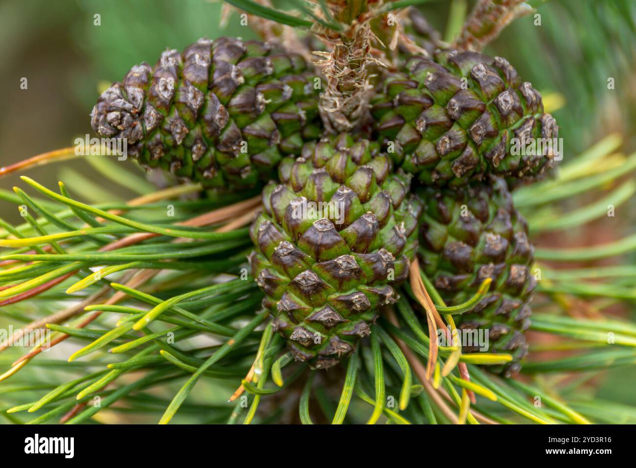 Pine cones on a branch Stock Photo