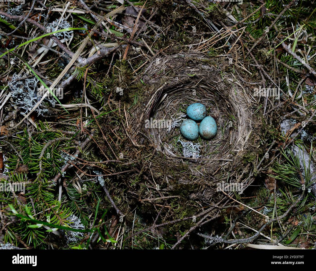 Birds nest with three eggs in the forest Stock Photo