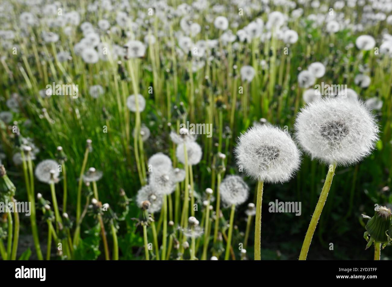 Dandelion blowballs or seed heads on a meadow Stock Photo