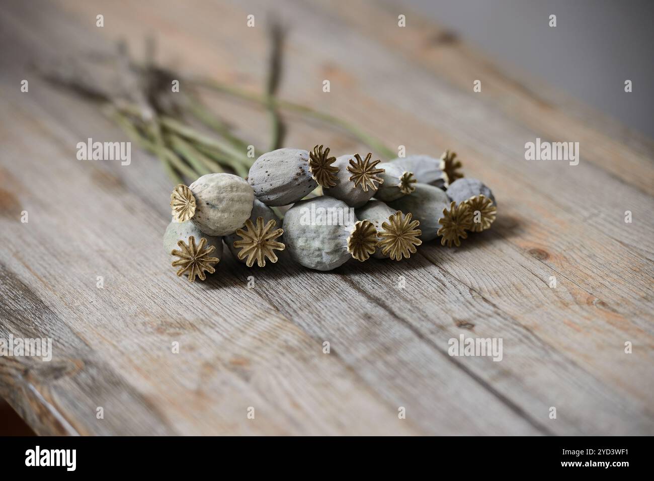 Dried poppy seed heads Stock Photo