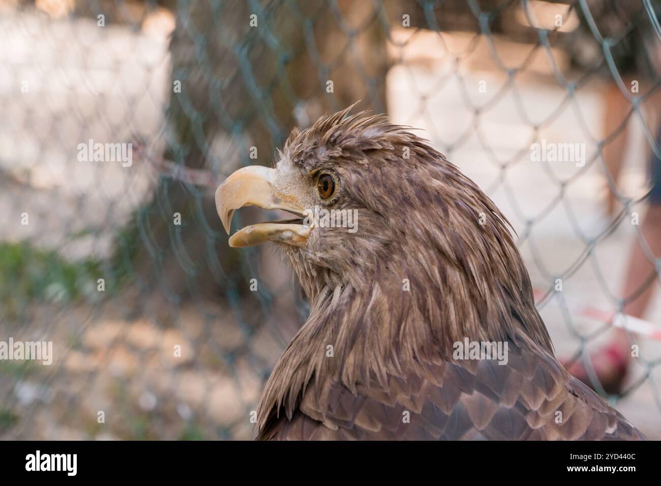 Majestic eagle captured in hi-res stock photography and images - Alamy