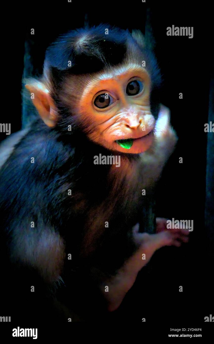 Baby Pig Tailed Macaque, Borneo Stock Photo - Alamy