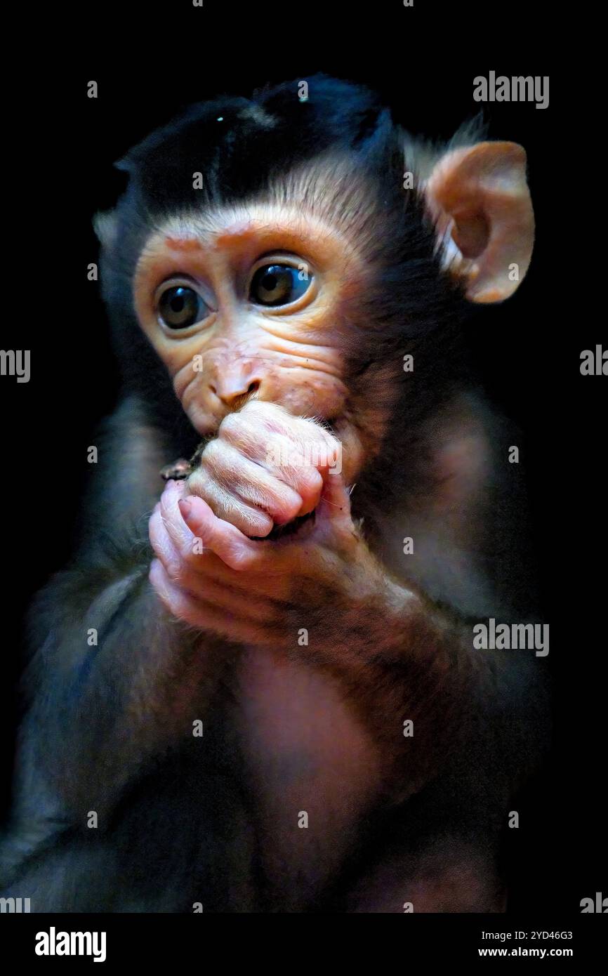 Baby Pig Tailed Macaque, Borneo Stock Photo - Alamy