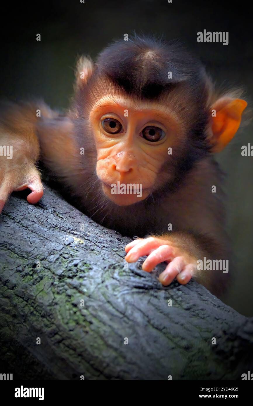 Baby Pig Tailed Macaque, Borneo Stock Photo - Alamy