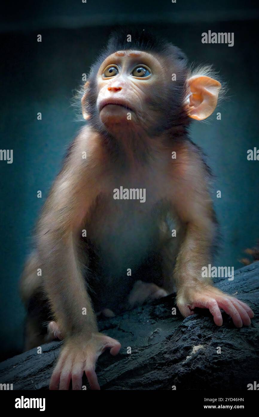 Baby Pig Tailed Macaque, Borneo Stock Photo - Alamy