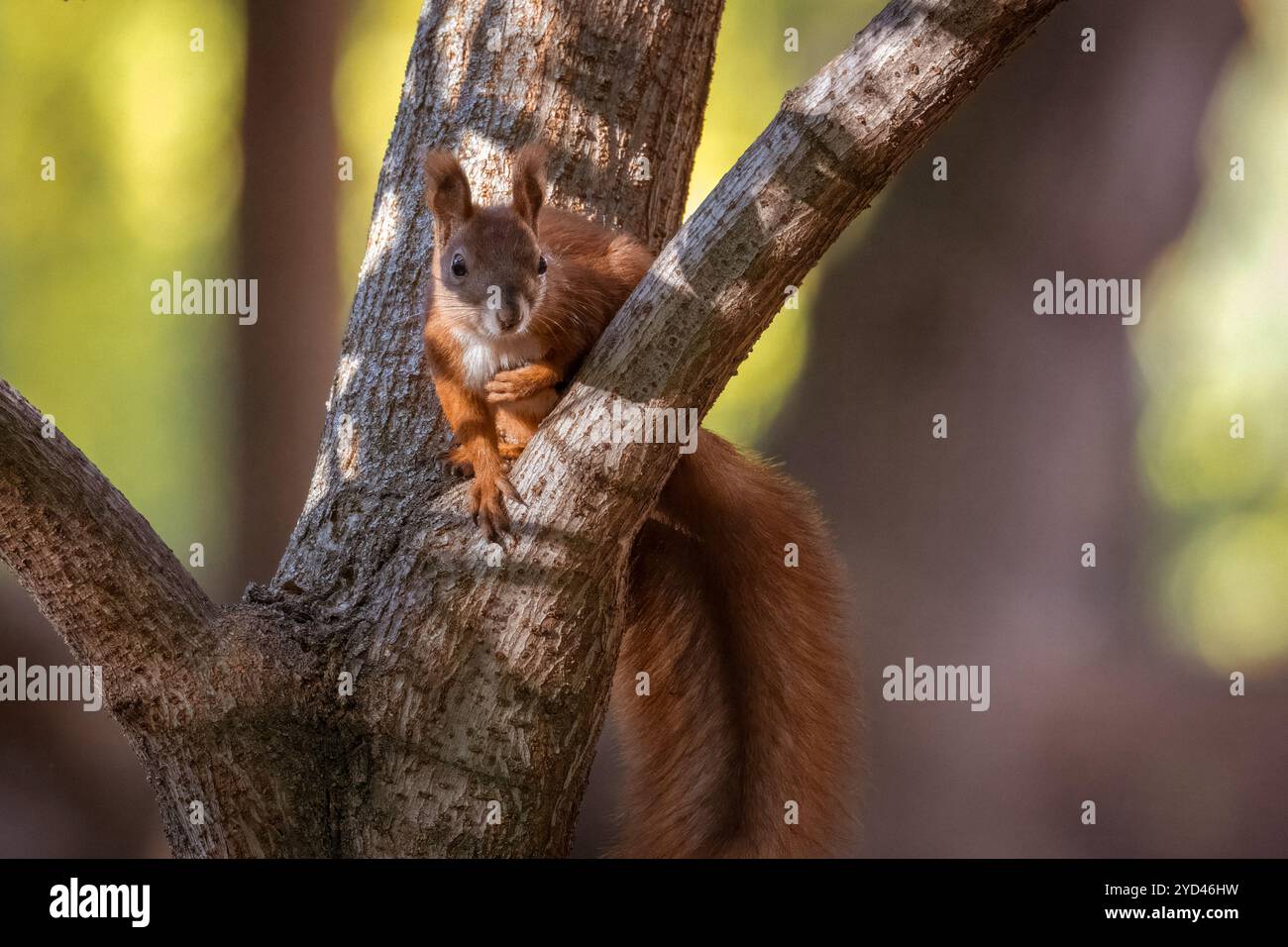 A red fluffy squirrel sits on the branch Stock Photo