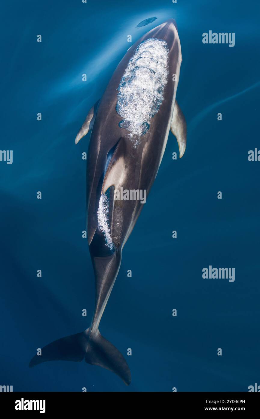 Dolphin rising out of clear blue ocean with bubbles and calm water ...