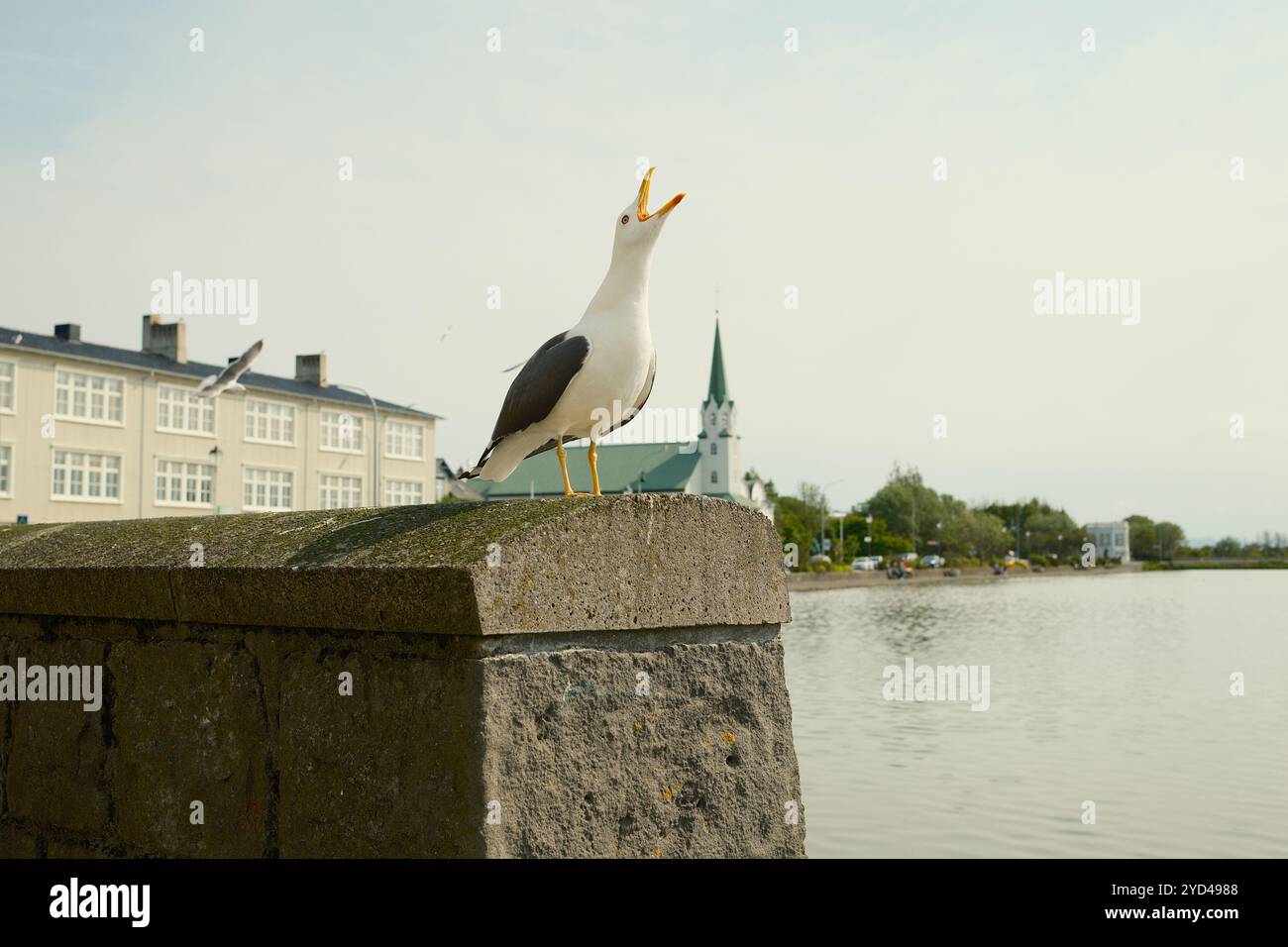 Seagull screaming on concrete fence of waterfront Stock Photo