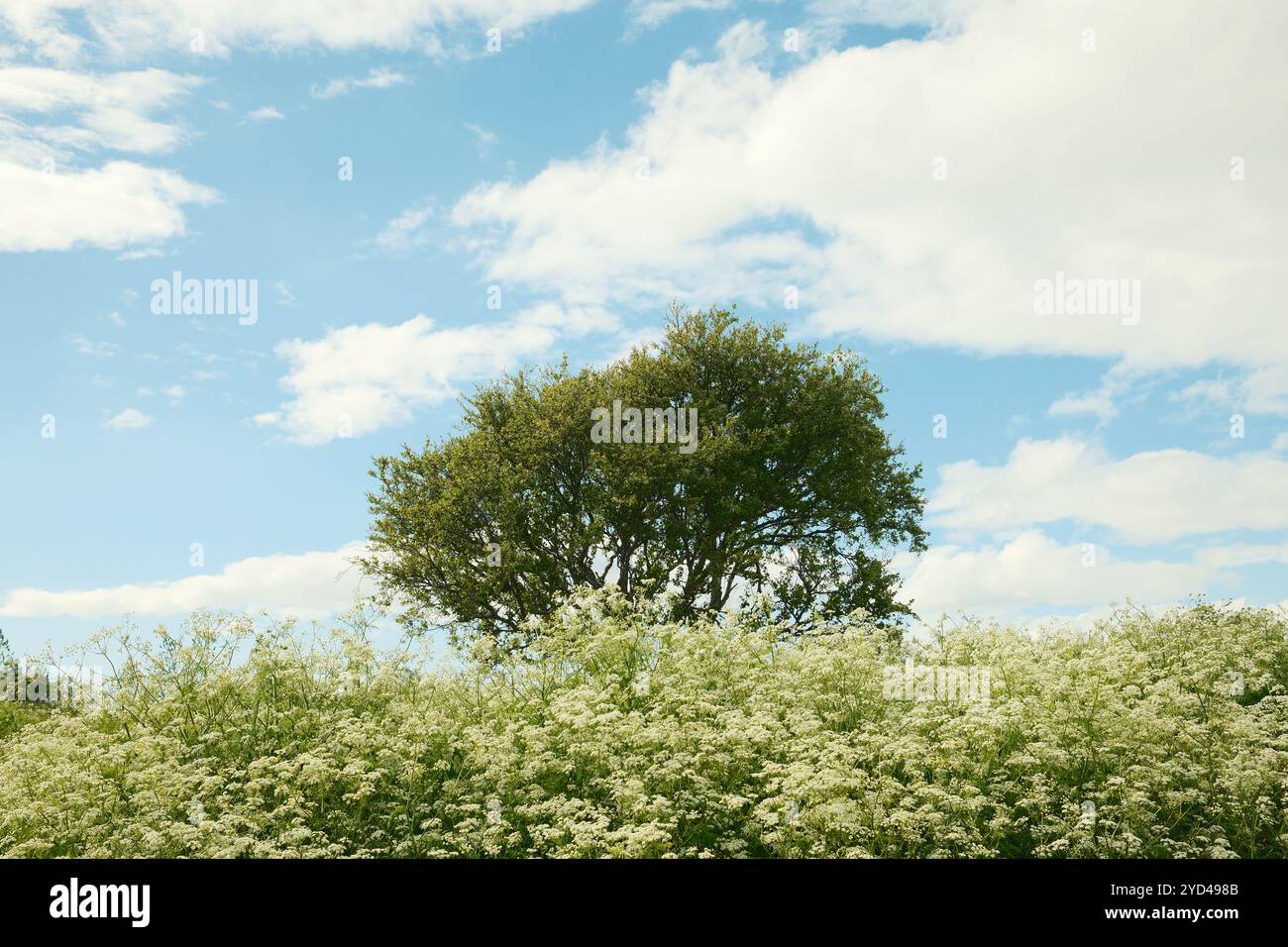 Lush green branches delicate hi-res stock photography and images - Alamy