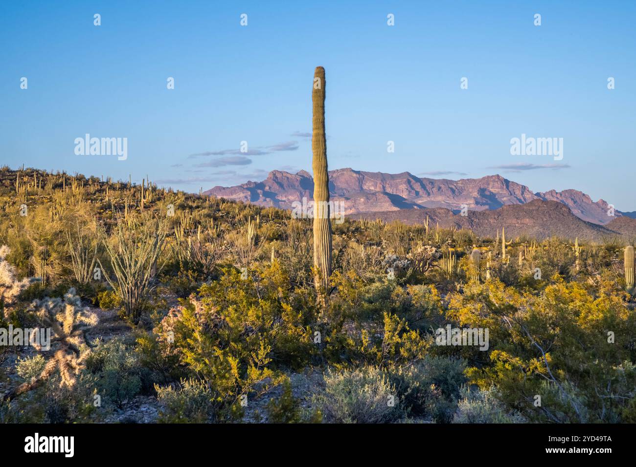 An overlooking view of Organ Pipe Cactus NM, Arizona Stock Photo