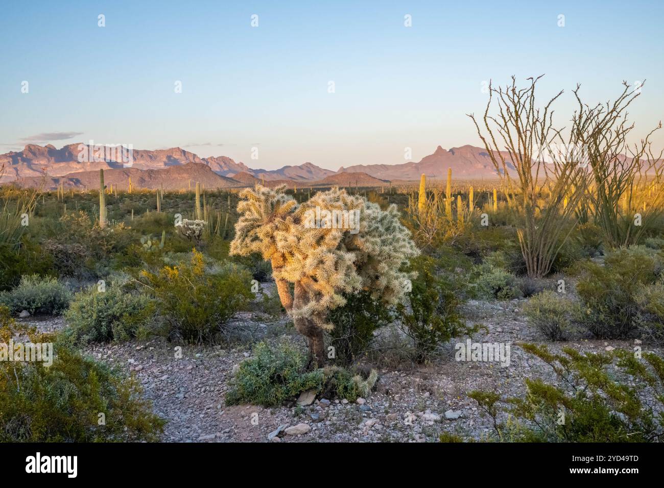 An overlooking view of Organ Pipe Cactus NM, Arizona Stock Photo
