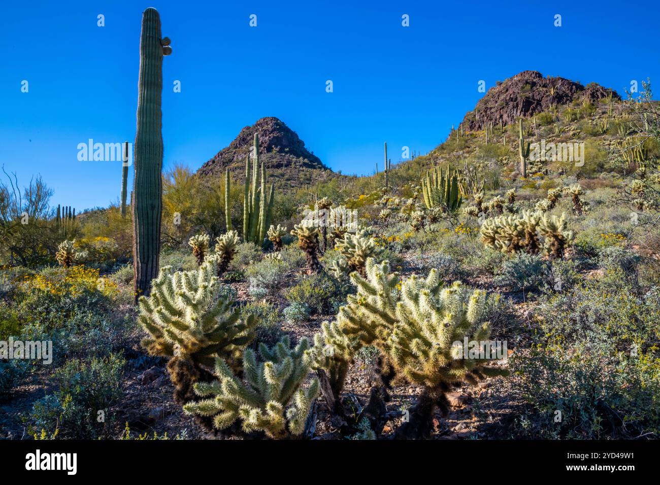 An overlooking view of Organ Pipe Cactus NM, Arizona Stock Photo