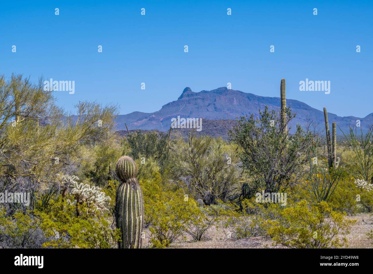 An overlooking view of Organ Pipe Cactus NM, Arizona Stock Photo