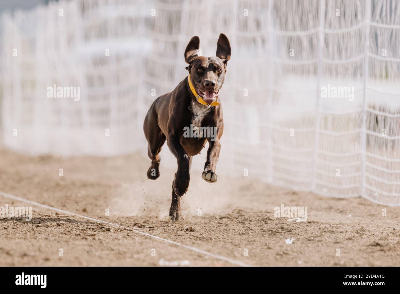 German Shorthaired Pointer Running Lure Course Sprint Dog Sport Stock Photo