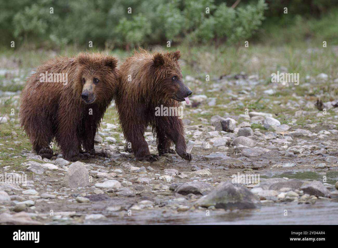 Two Coastal Brown Bear Cubs Stock Photo - Alamy