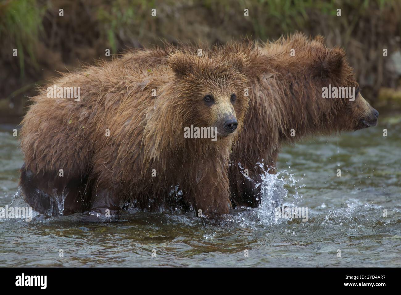Two Coastal Brown Bear Cubs in River Stock Photo - Alamy