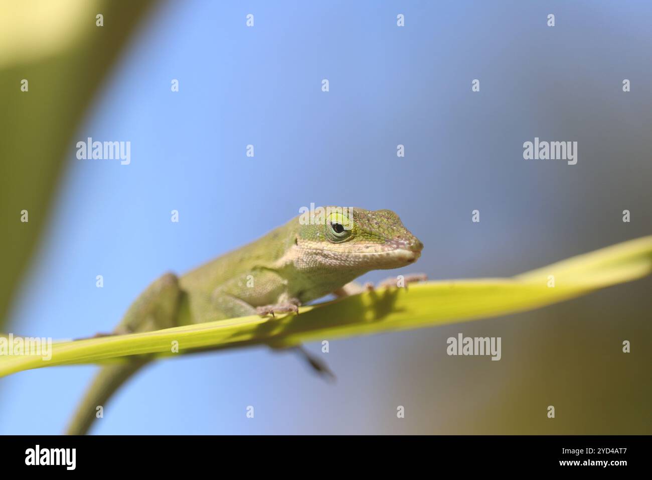 Lizard Sitting on a Leaf Stock Photo