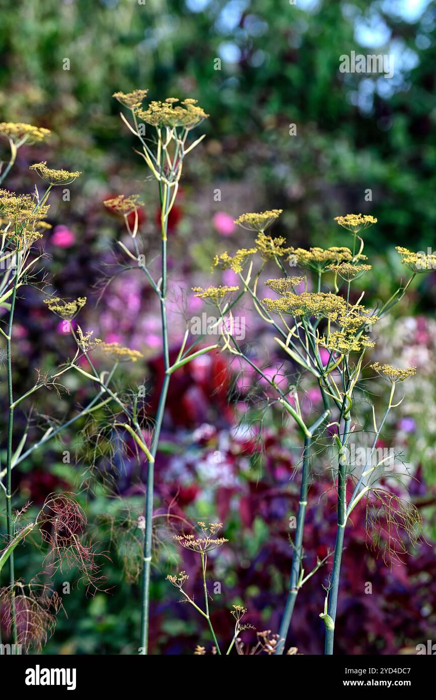 foeniculum vulgare purpureum,purple,fennel,bronze fennel,bed,border