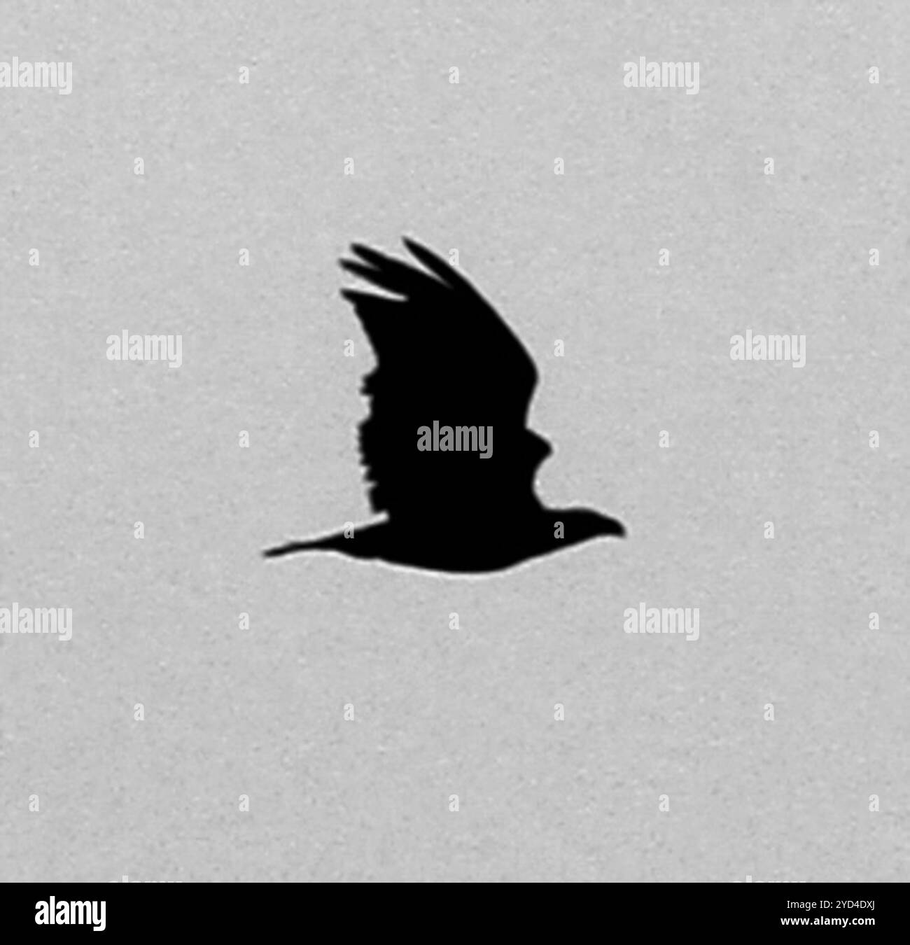Leucocephalus Black and White Stock Photos & Images - Alamy