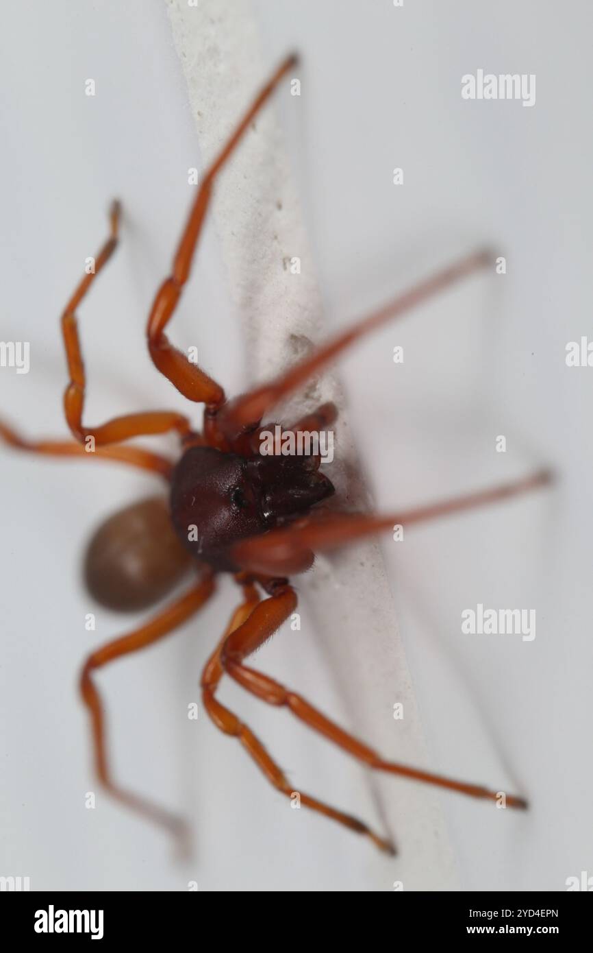 Woodlouse Hunter Spiders (Dysderidae) Stock Photo