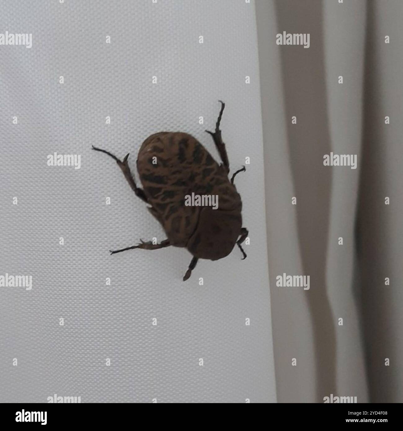 Gymnetis hi-res stock photography and images - Alamy