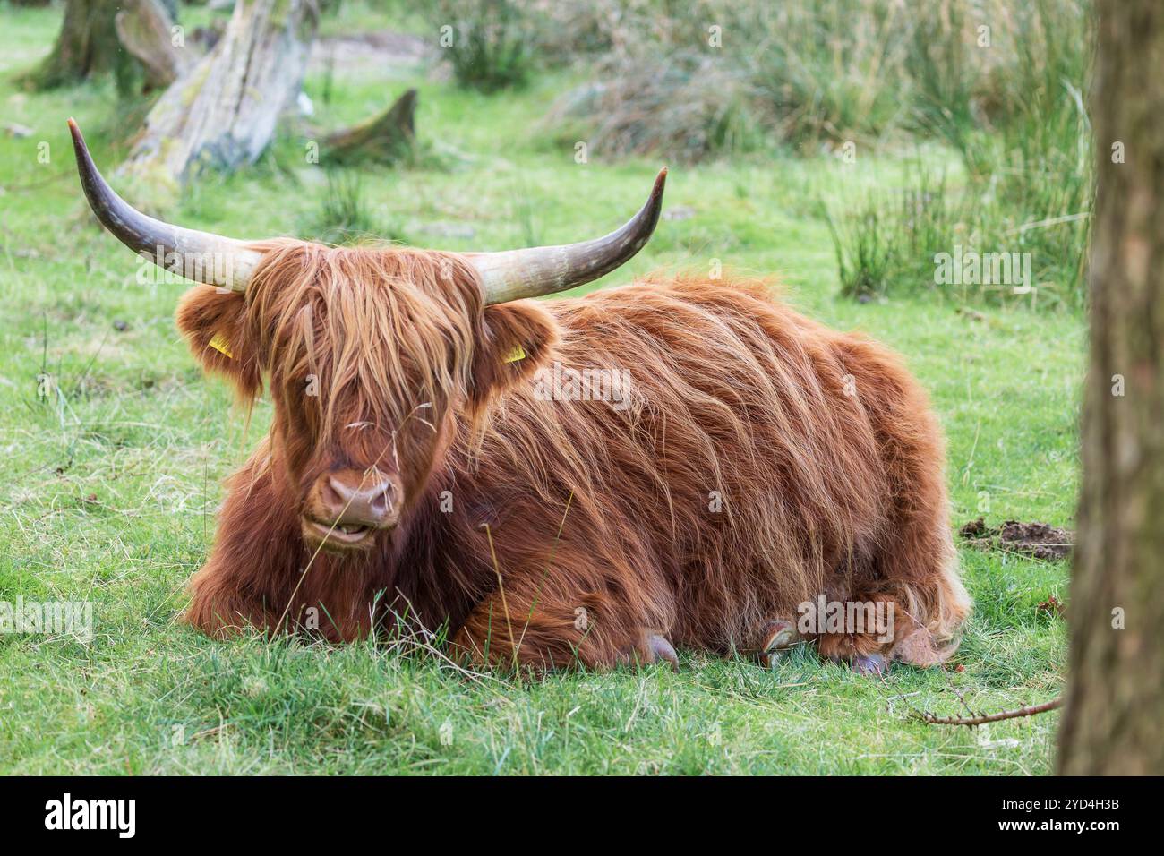 Highland Cow resting Stock Photo - Alamy
