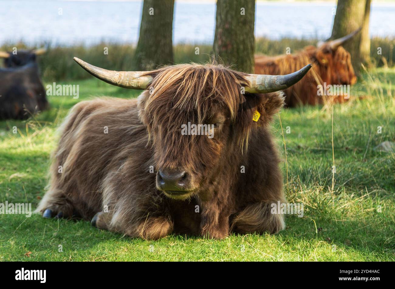 Highland Cow resting Stock Photo - Alamy