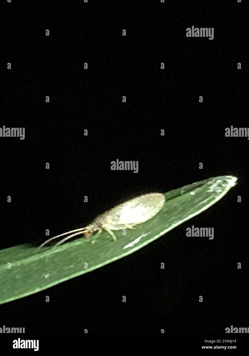 Antique Brown Lacewing (Micromus subanticus Stock Photo - Alamy