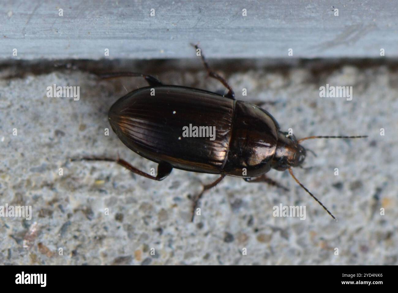 Common Sun Beetle (Amara aenea Stock Photo - Alamy