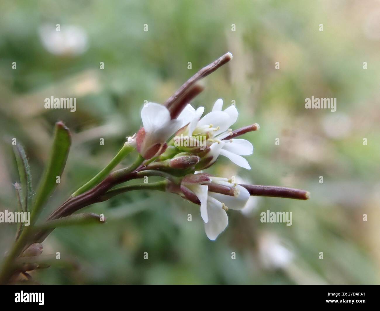 hairy bittercress (Cardamine hirsuta Stock Photo - Alamy