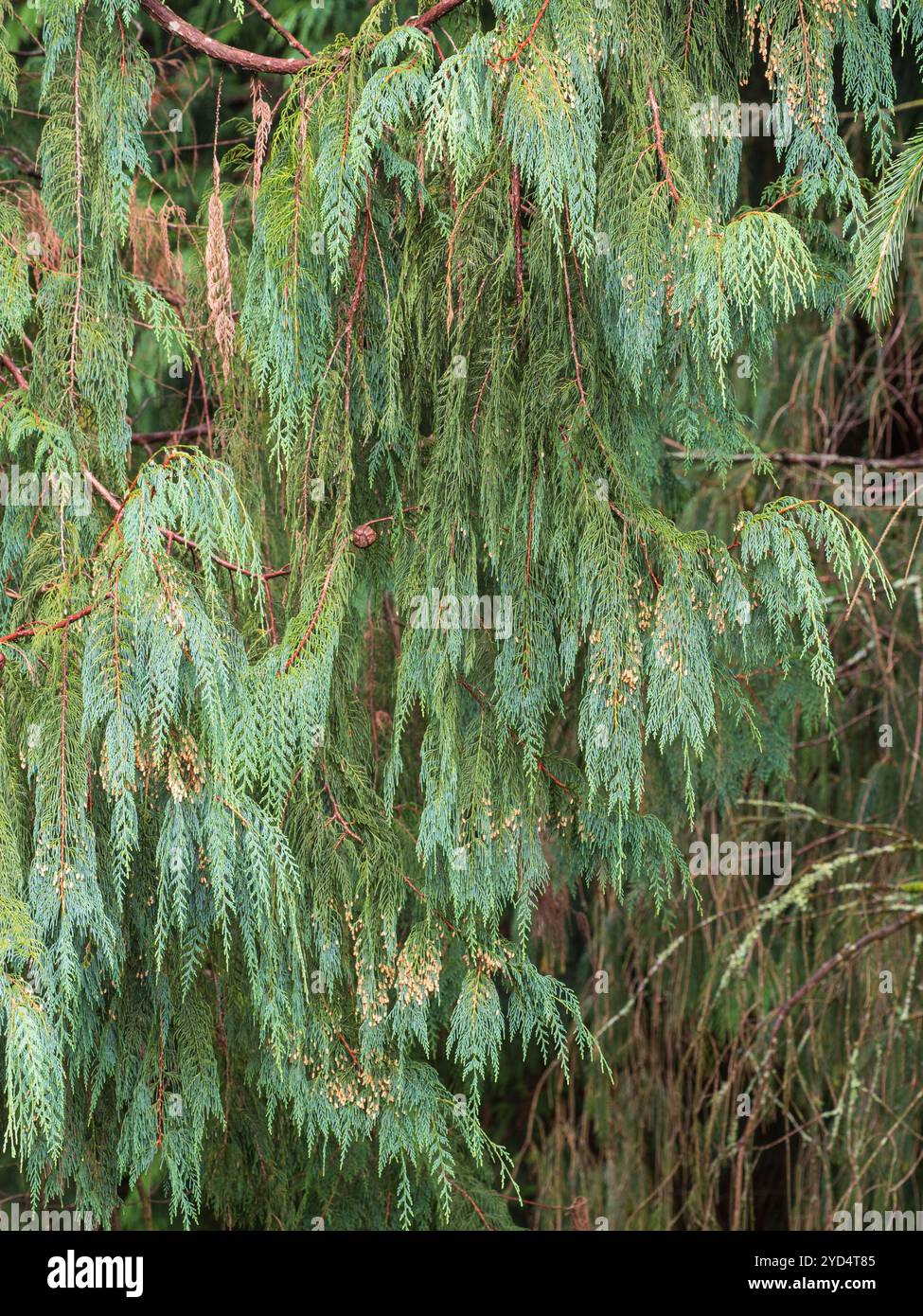 Pendulous, weeping branches with glaucous blue green foliage of the half hardy conifer, Cupressus cashmeriana Stock Photo