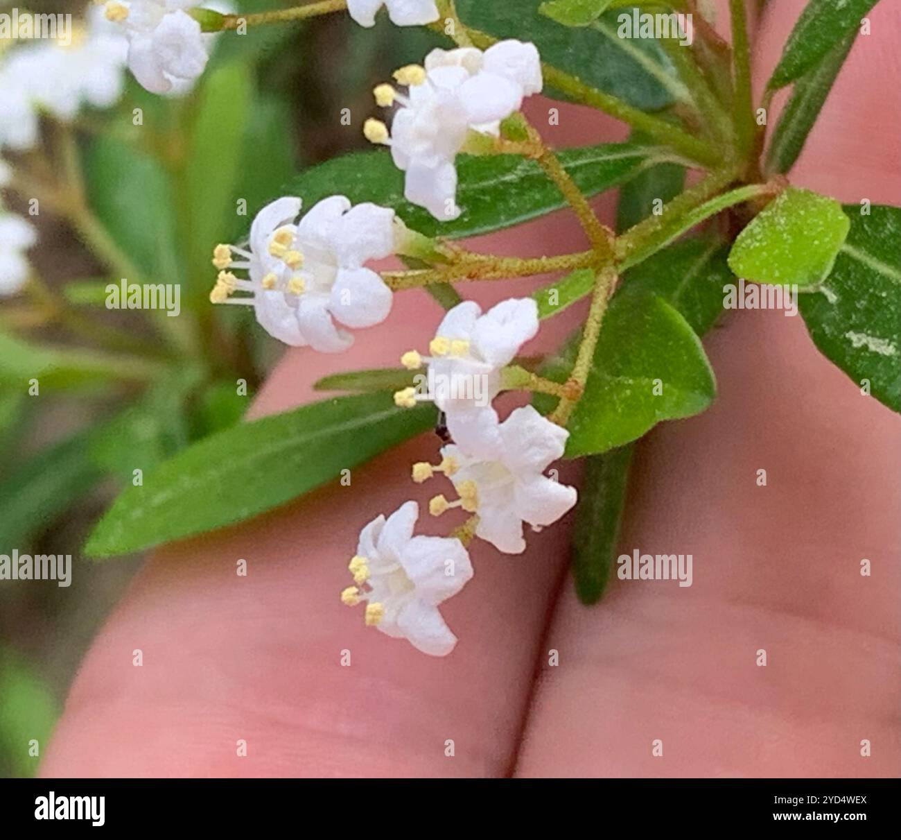 Walter's Viburnum (Viburnum obovatum Stock Photo - Alamy