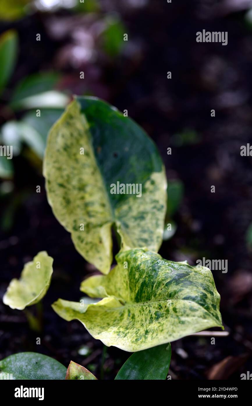 Silver mottled leaves hi-res stock photography and images - Alamy