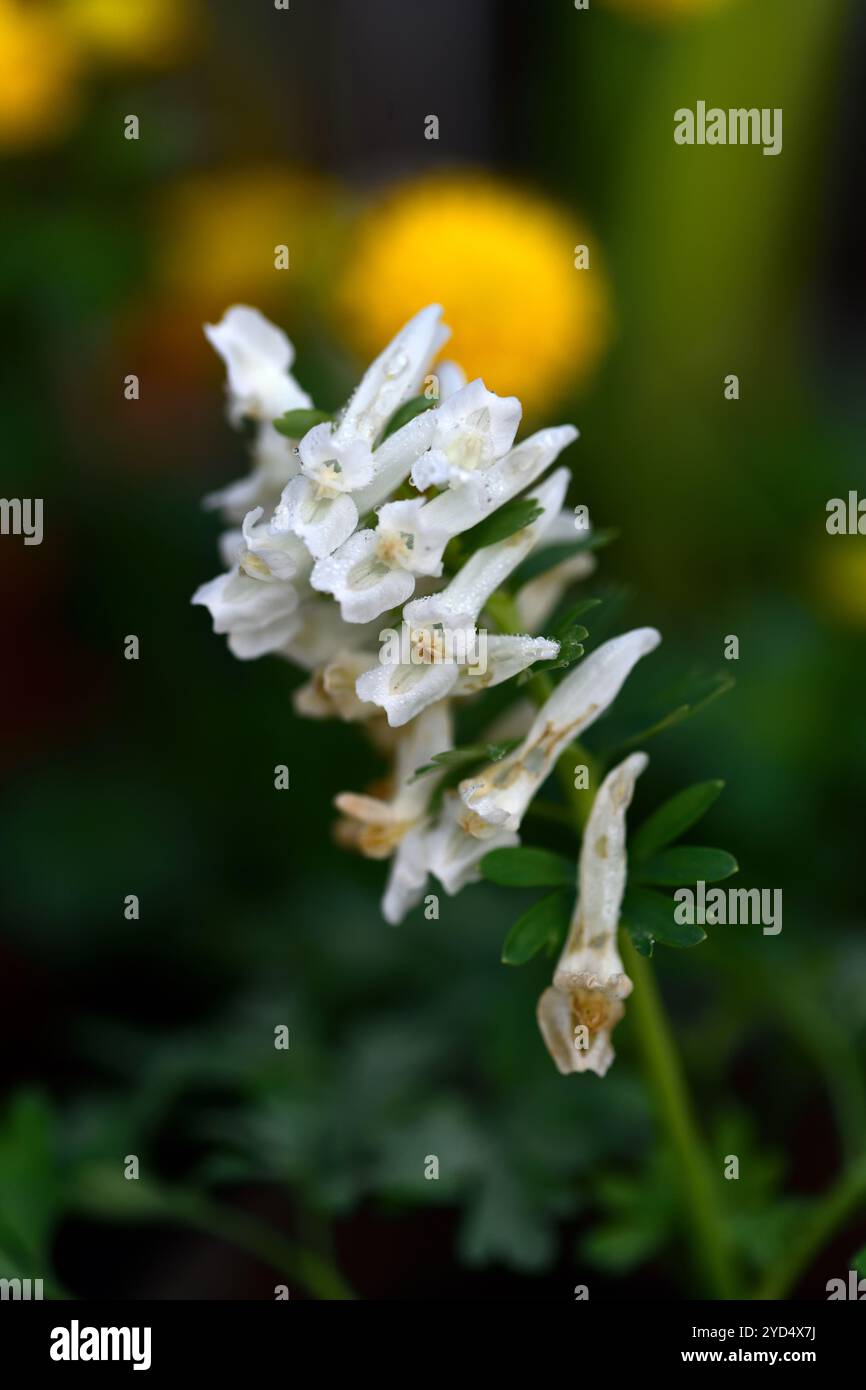 Corydalis anne marie,white flowers,white flower,green leaf,leaves,foliage,spring,garden,gardens,woodland garden,shade,shady,shaded garden,RM Floral Stock Photo