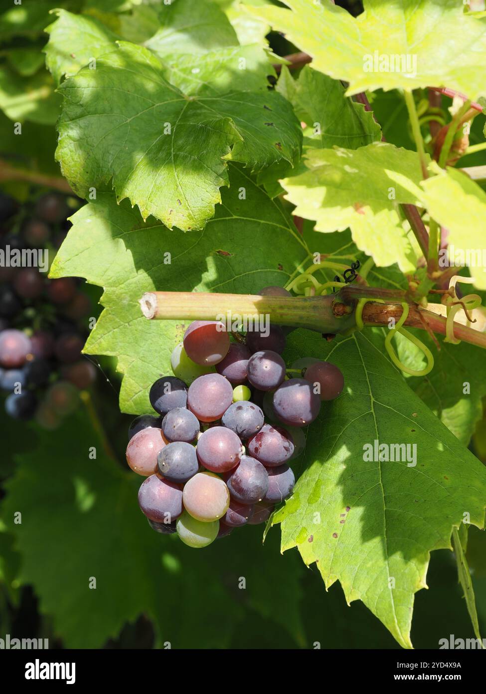 Some ripening grapes on a grapevine Stock Photo - Alamy