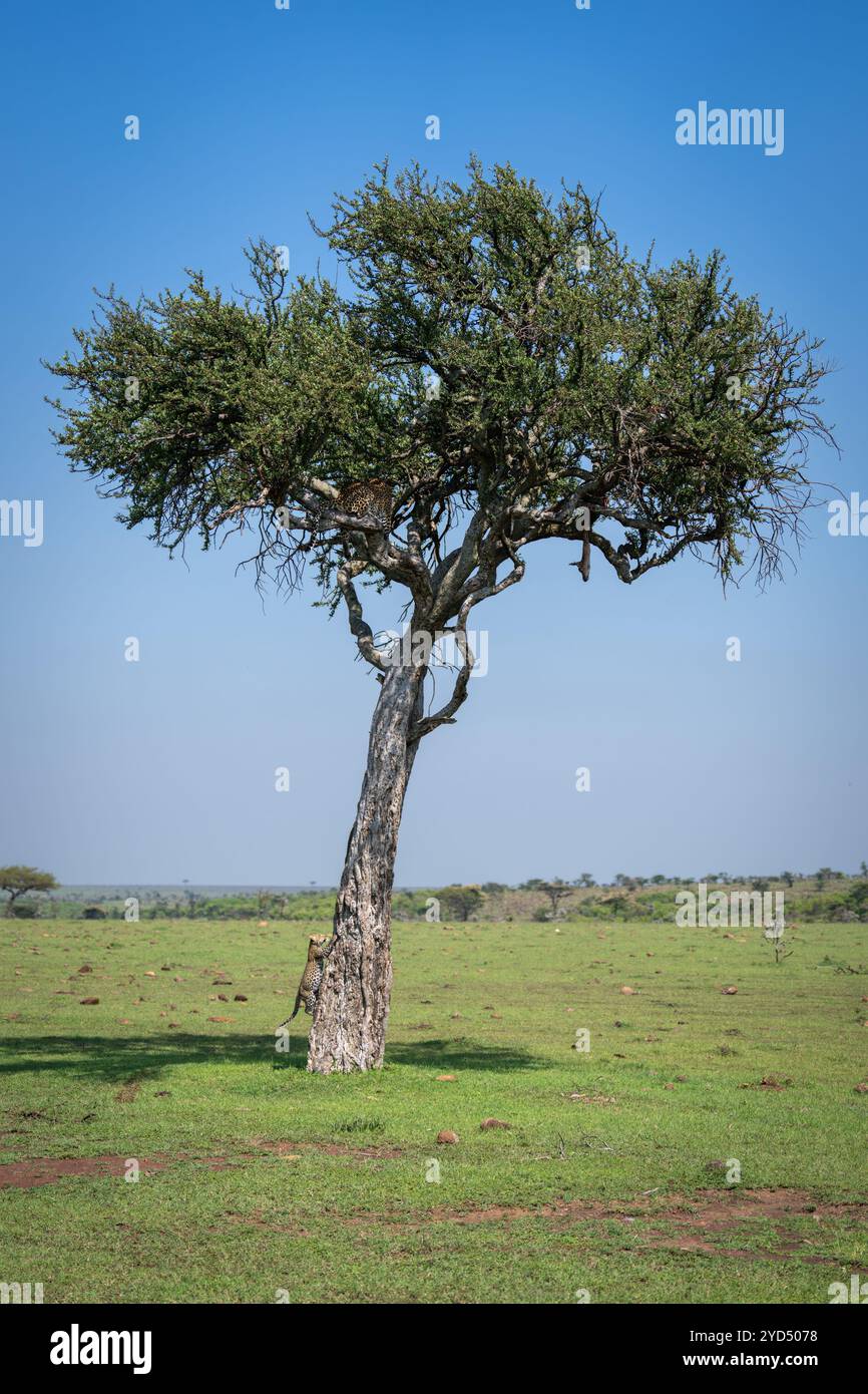 Boscia tree kenya hi-res stock photography and images - Alamy