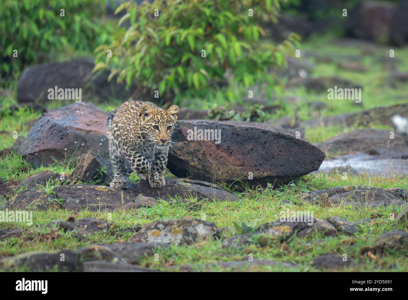 Leopard Crawling Down Rocks Lifting grass rock hi-res stock photography and images - Alamy