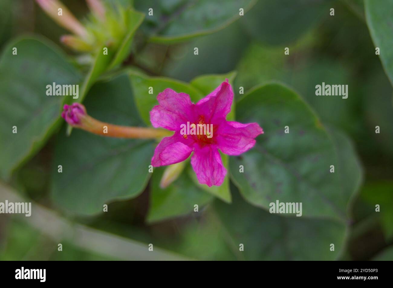 mirabilis jalapa marvel of peru