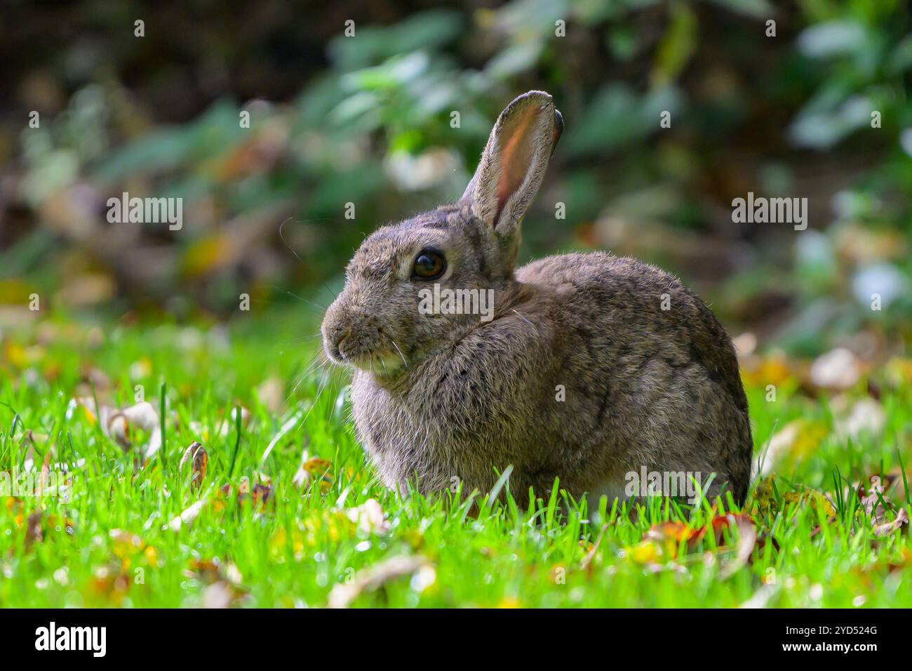 Wild rabbit sitting in a meadow Stock Photo