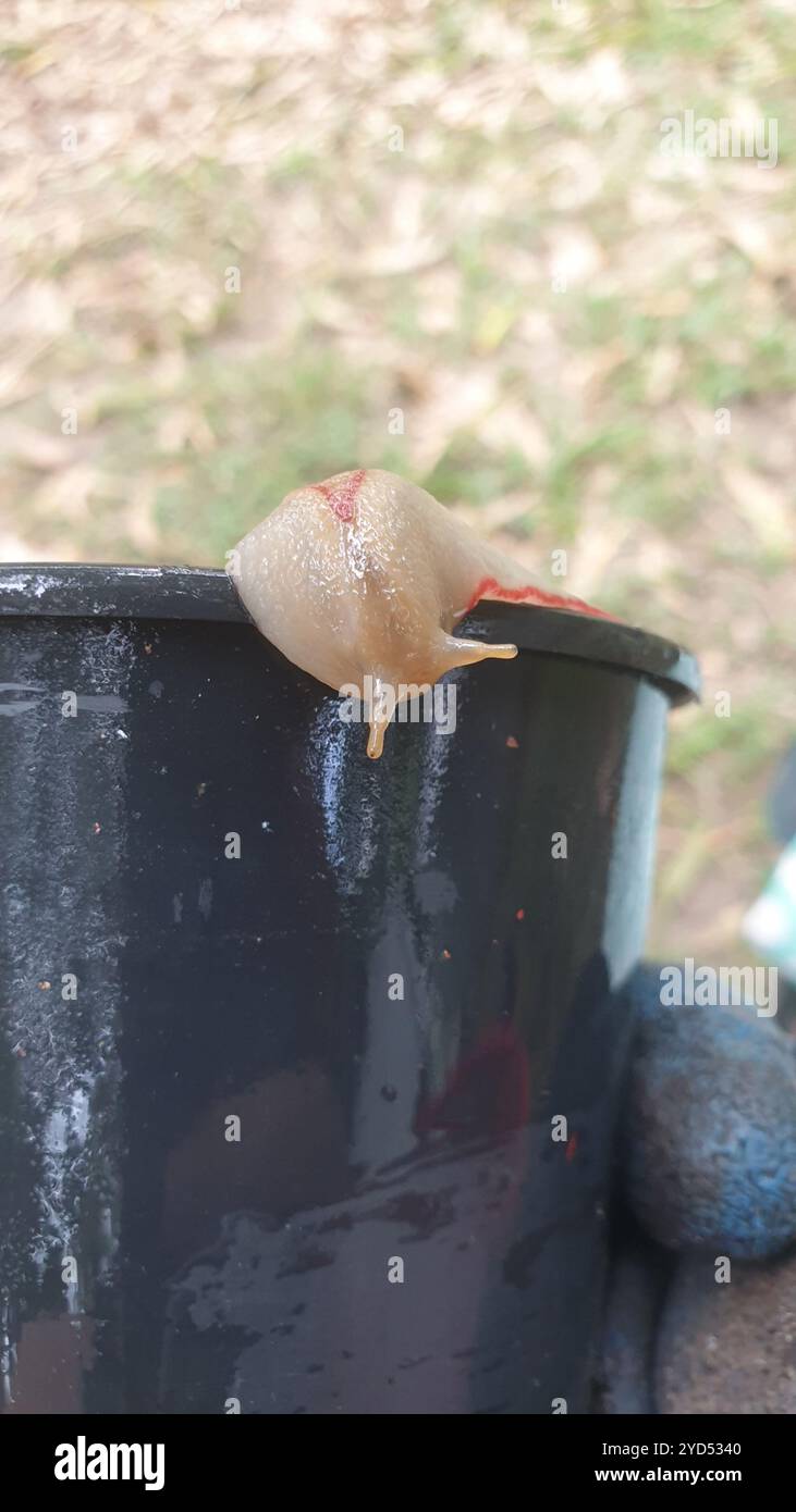 Red triangle slug triboniophorus graeffei stock photo alamy