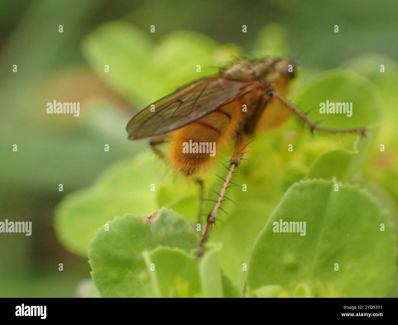 Golden Dung Fly (Scathophaga stercoraria Stock Photo - Alamy