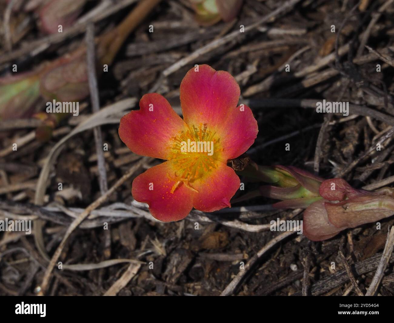 wingpod purslane (Portulaca umbraticola Stock Photo - Alamy