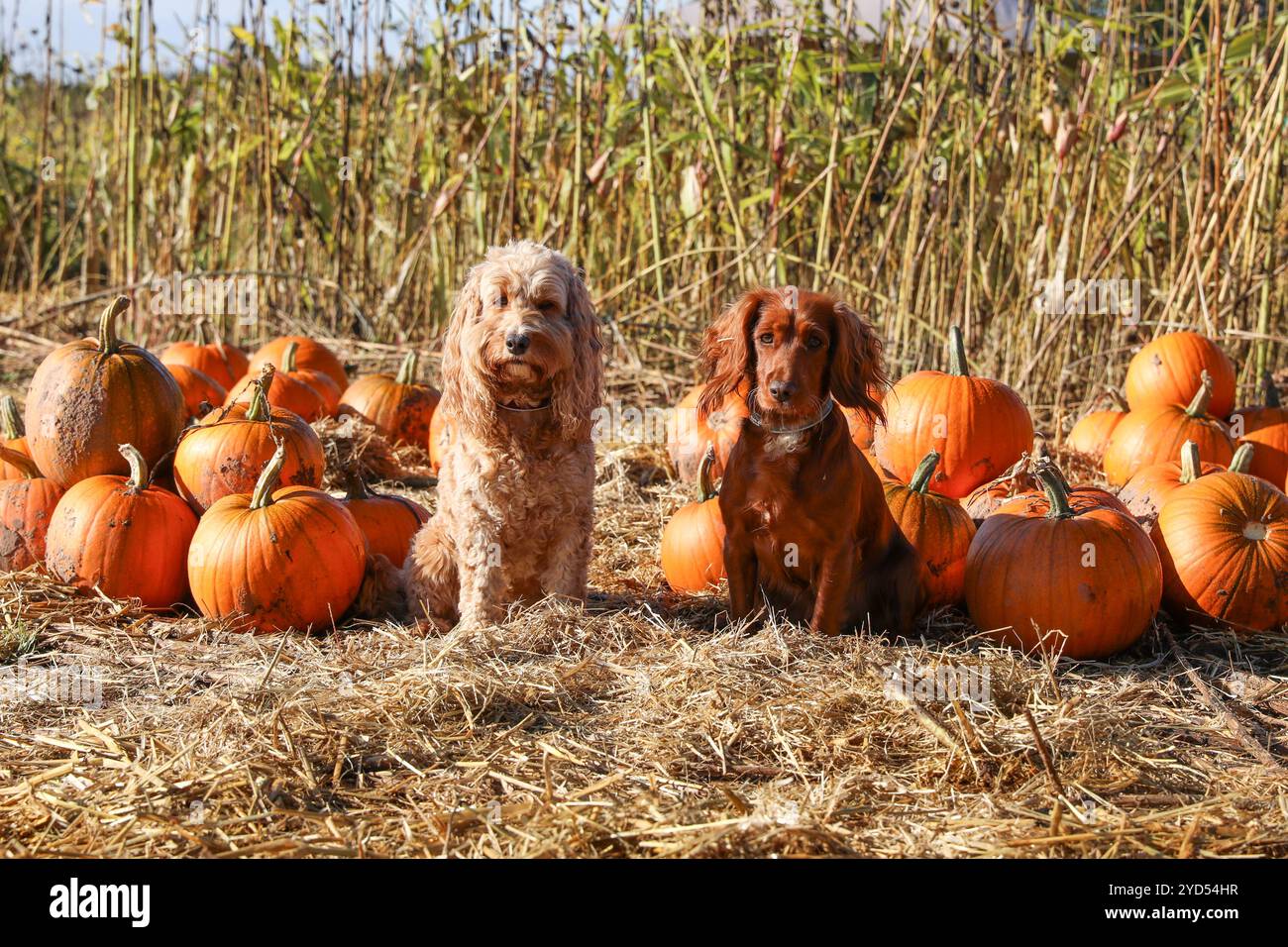 Pumpkin picking Stock Photo