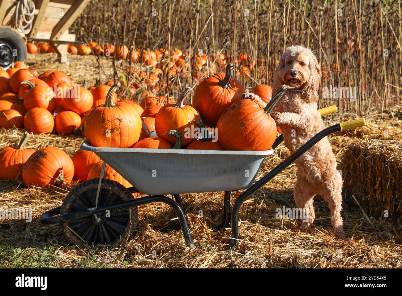 Pumpkin picking Stock Photo